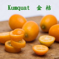 金桔