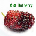 桑椹