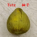 柚子