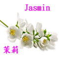 茉莉