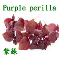 香紫蘇