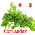 香菜