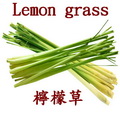 檸檬草