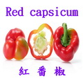 紅番椒