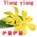 依蘭依蘭