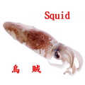 烏賊/墨魚